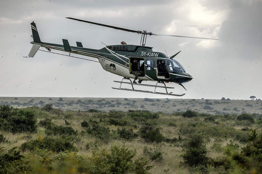 Wildlife veterinaries and other members of the Kenya Wildlife Service (KWS) look for animals in a helicopter during a capture and translocation of rhinos in Nairobi National Park, Kenya, January 16, 2024. /CFP