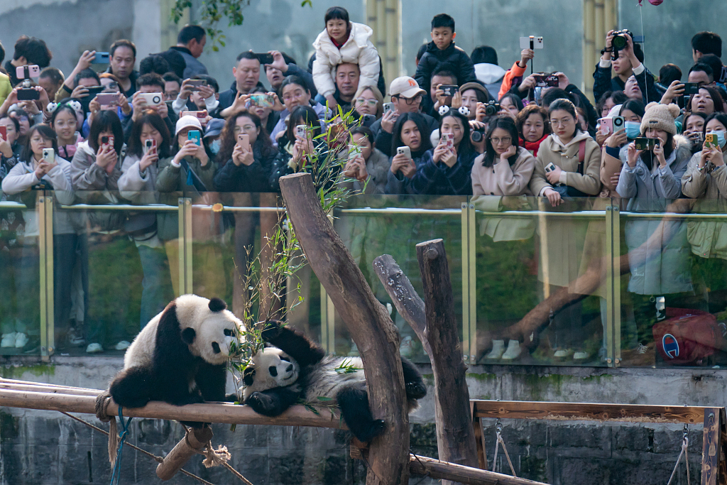 Giant pandas at Chongqing Zoo grab snacks on skewers on February 16, 2024. /CFP