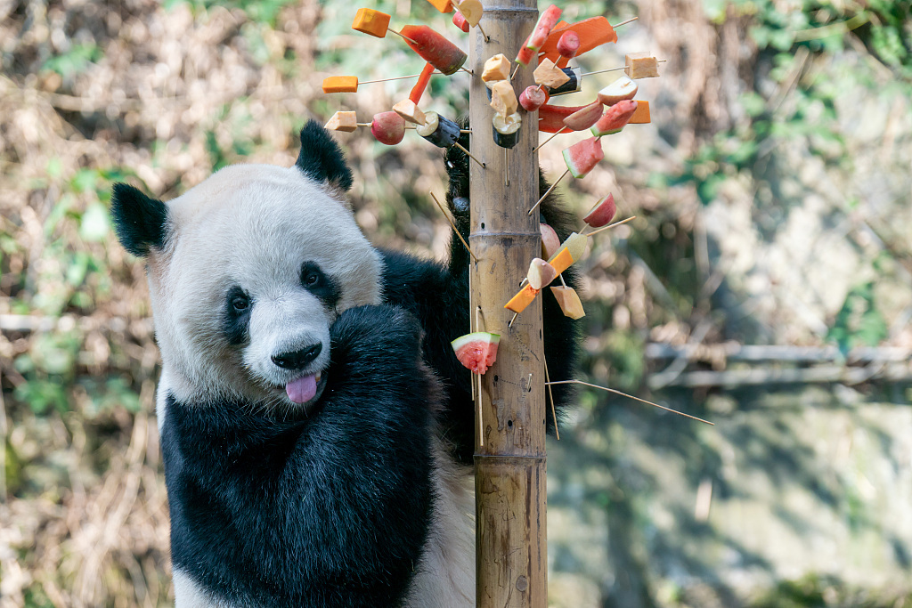 A giant panda at Chongqing Zoo grabs snacks on skewers on February 16, 2024. /CFP