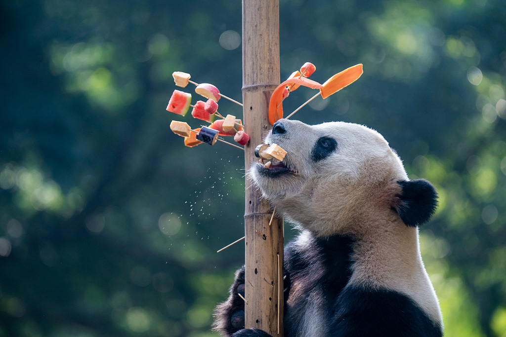 A giant panda at Chongqing Zoo grabs snacks on skewers on February 16, 2024. /CFP