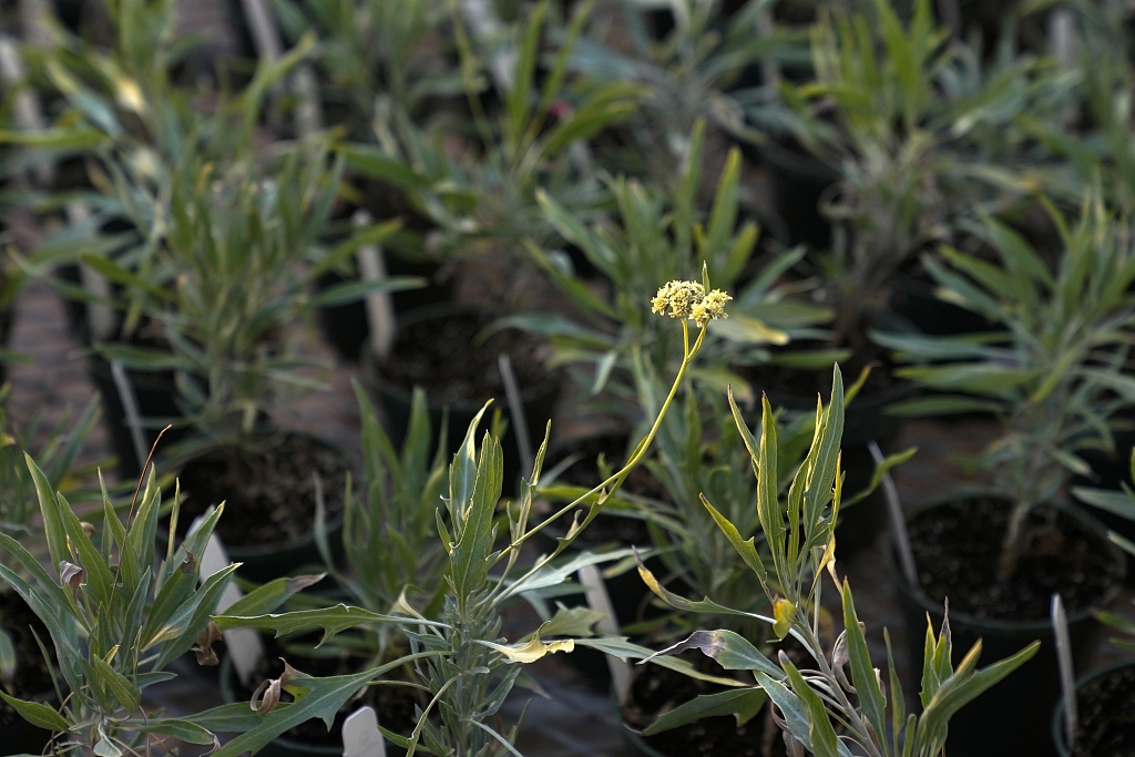 Guayule plants grow at the Bridgestone Bio Rubber farm in Eloy, Arizona, February 5, 2024. /CFP