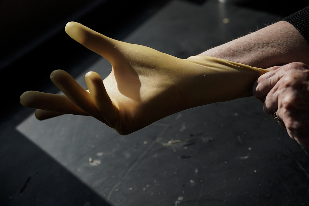 A medical glove is made from latex produced from the desert shrub guayule in Wooster, Ohio, February 6, 2024. /CFP
