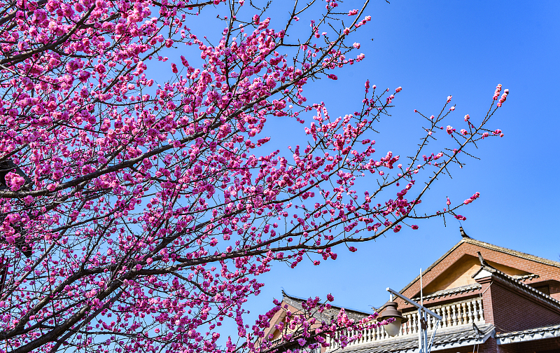 Plum flowers enter the blossoming season in Bijie, City, Guizhou Province, February 17, 2024. /CFP