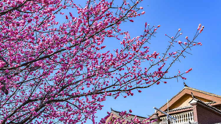 Spring plum blossoms at ancient town draw visitors in Guizhou - CGTN