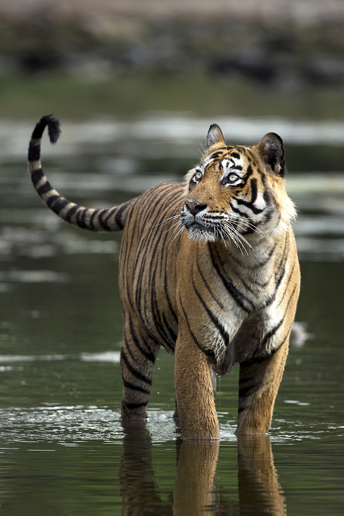 A male tiger pictured in water at the Ranthambhore National Park, Rajasthan, India, October 22, 2022. /CFP