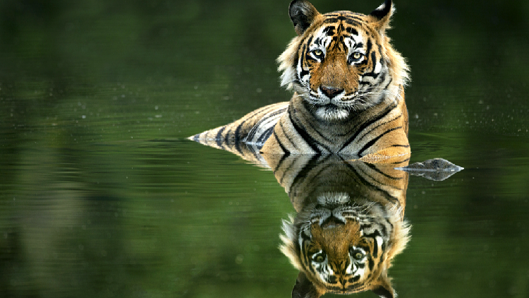 Wildlife cameras deployed in Cambodia to help restore tiger population ...