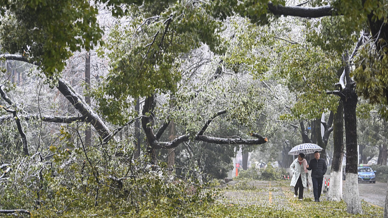 Heavy ice and snow causes significant problems for trees in Changsha City, the capital of central China's Hunan Province, February 7, 2024, /CFP