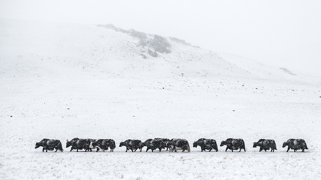 Yaks are walking in the snow. /CFP