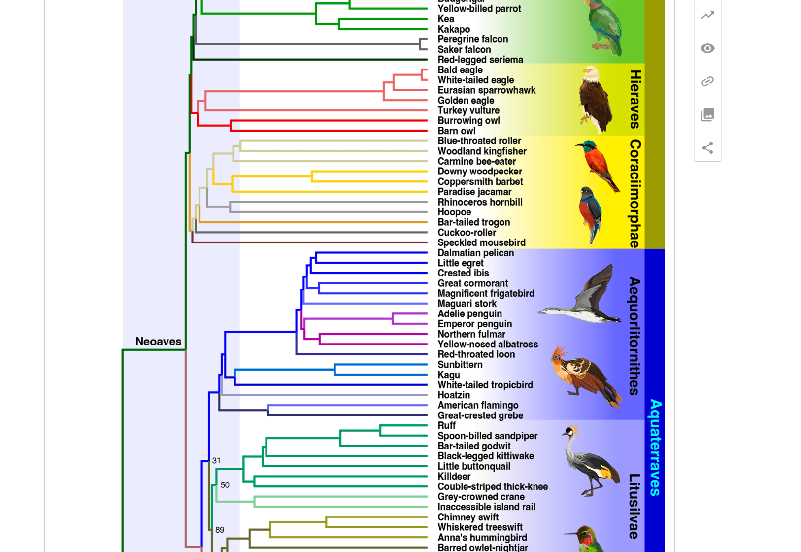 A screenshot shows the two lineages of Neoaves from the article published on the website of PNAS.