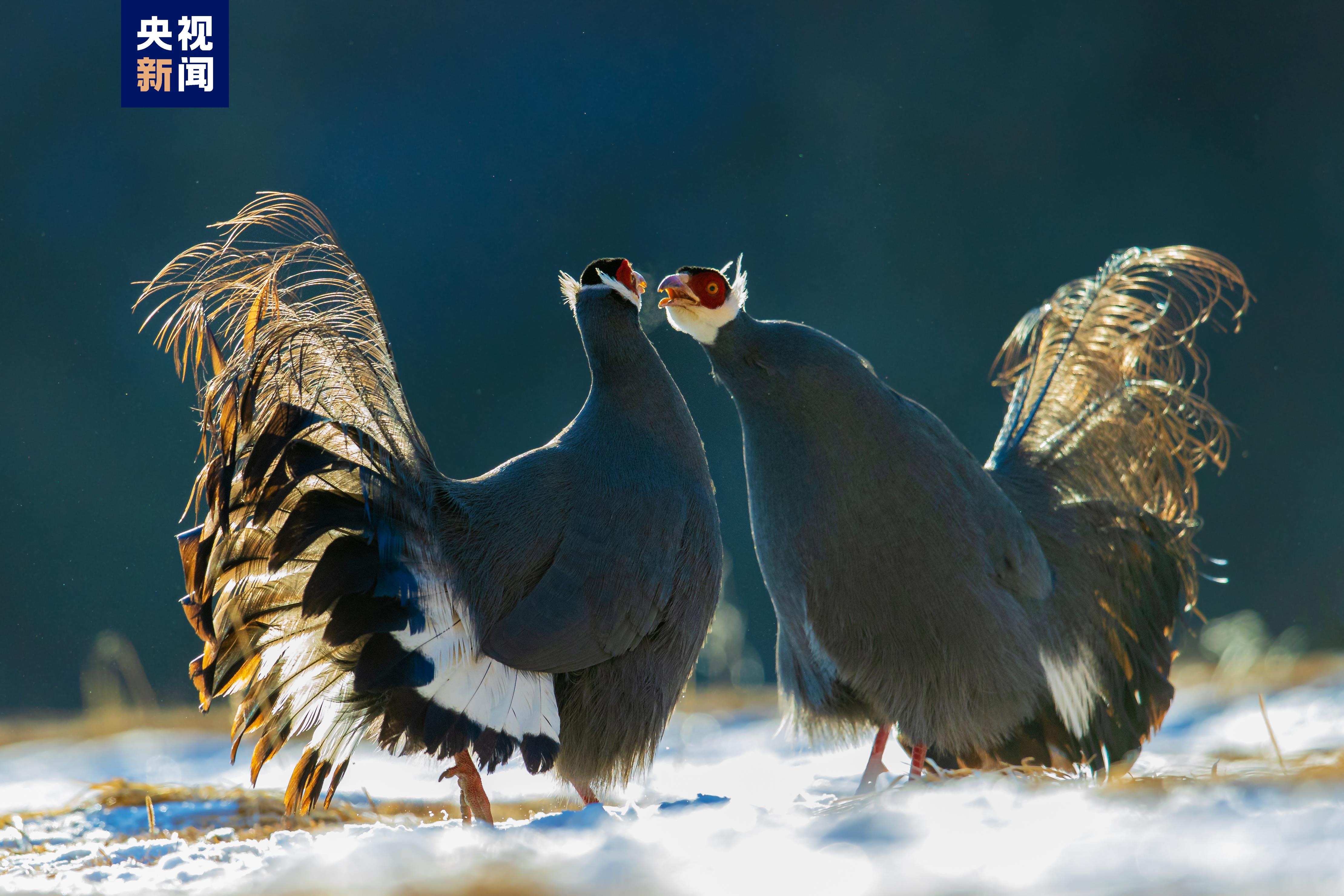Blue-eared pheasant spotted on white snow in NW China