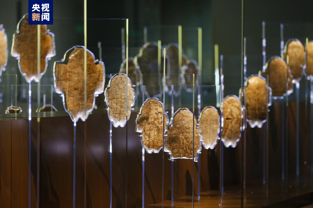 Oracle bones are displayed at the new building of the Yinxu Museum in Anyang, Henan Province. /CMG