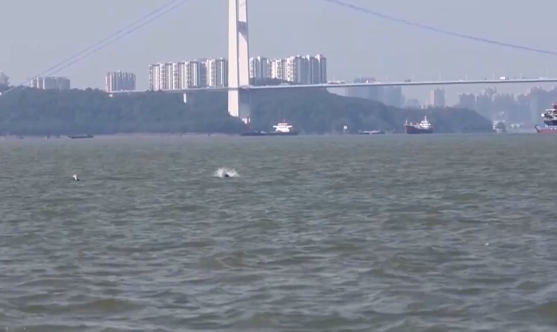 Two Yangtze finless porpoises jump out of the water next to Jiangyin Bridge in the Jingjiang section of the Yangtze River, east China's Jiangsu Province. /China Media Group