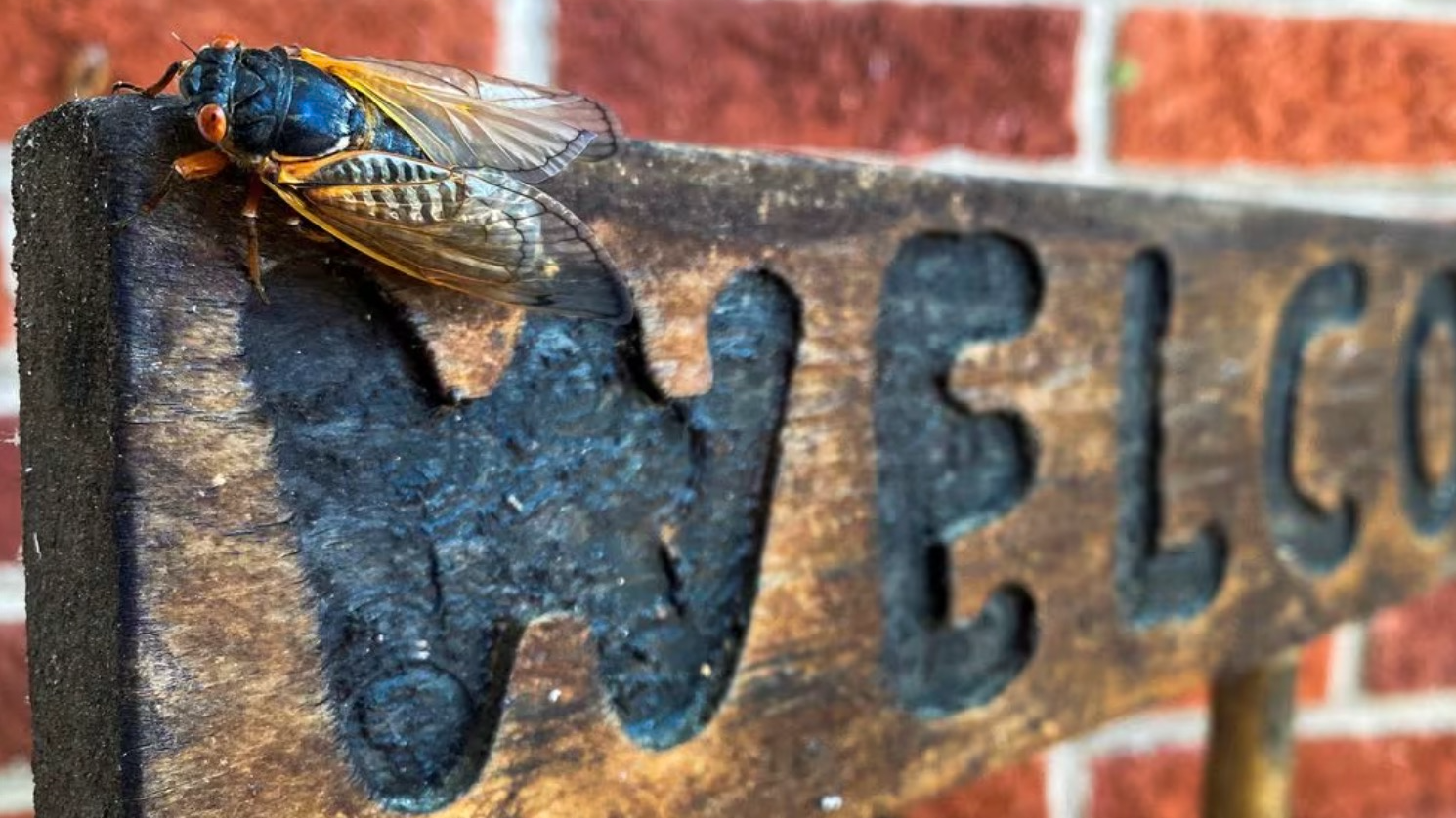 A cicada is seen perched on a wooden sign on the porch of a house in Arlington, Virginia, U.S., May 20, 2021. /CFP