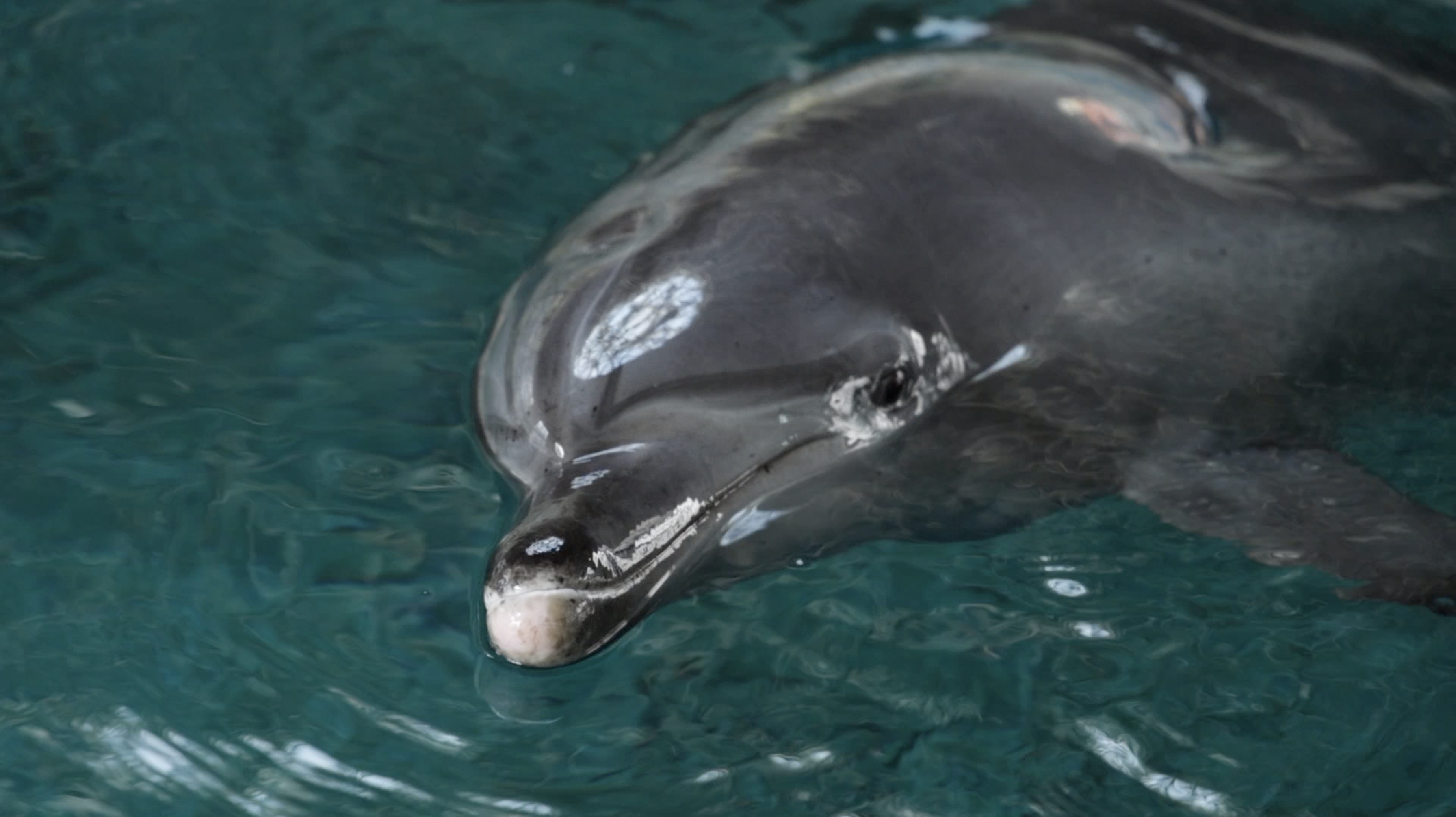 A rescued bottlenose dolphin is seen swimming in a pool. /CGTN