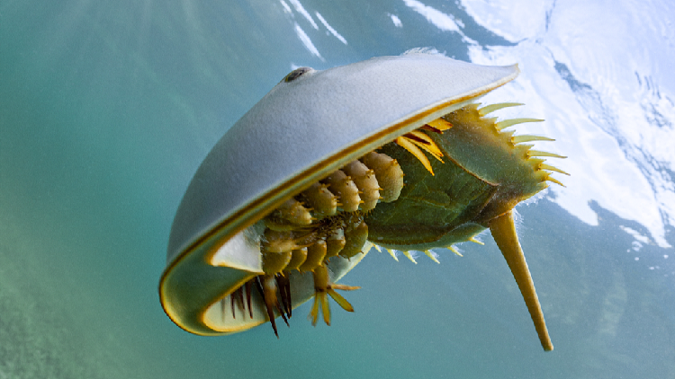 Hong Kong scientists seek good fortune for endangered horseshoe crabs ...