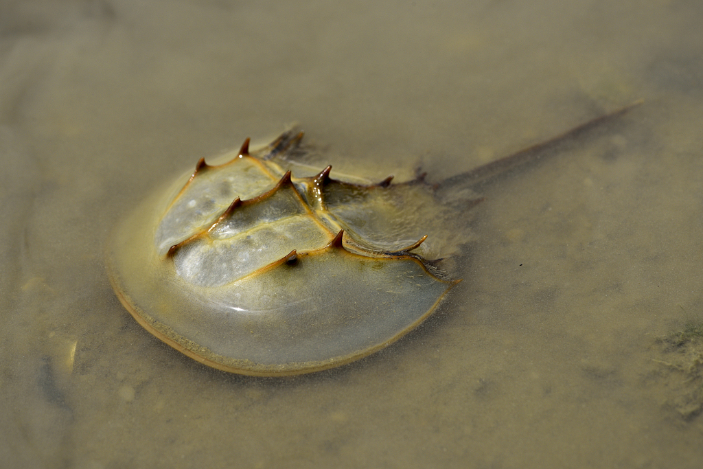 A Chinese horseshoe crab in the sea water of New Territories, Yuen Long District of Hong Kong SAR, China. /CFP