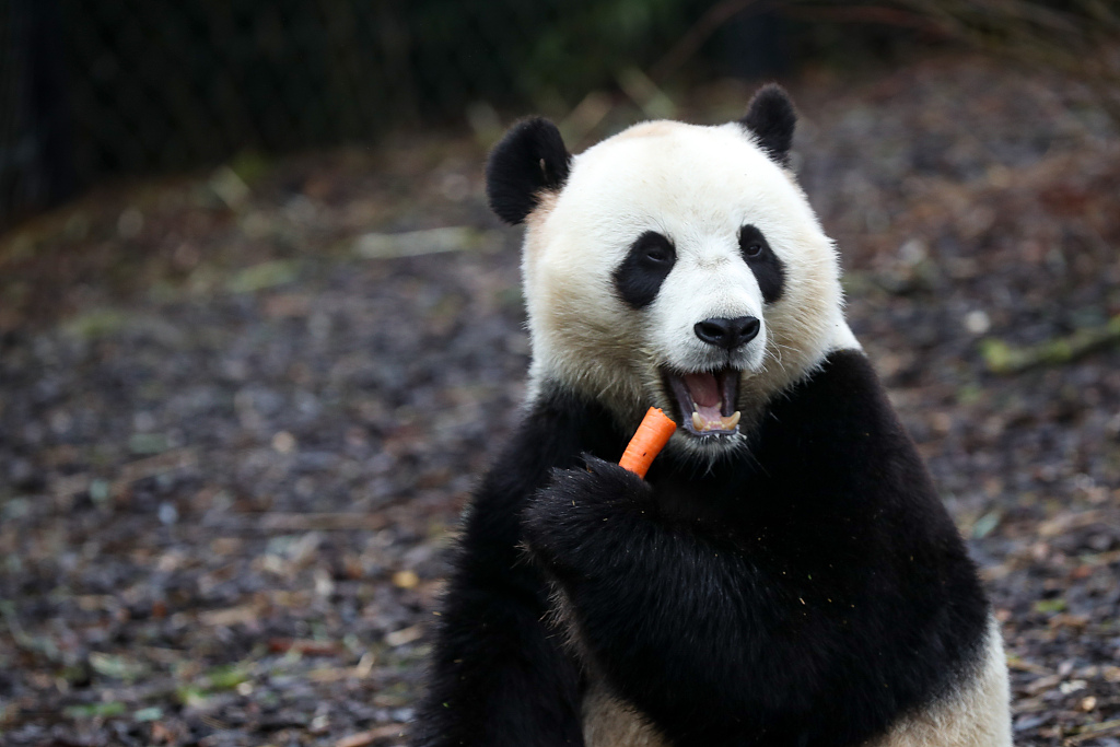 Giant panda Tian Bao eats carrot at the Pairi Daiza zoo in Brugelette, Belgium, January 27, 2021. /CFP