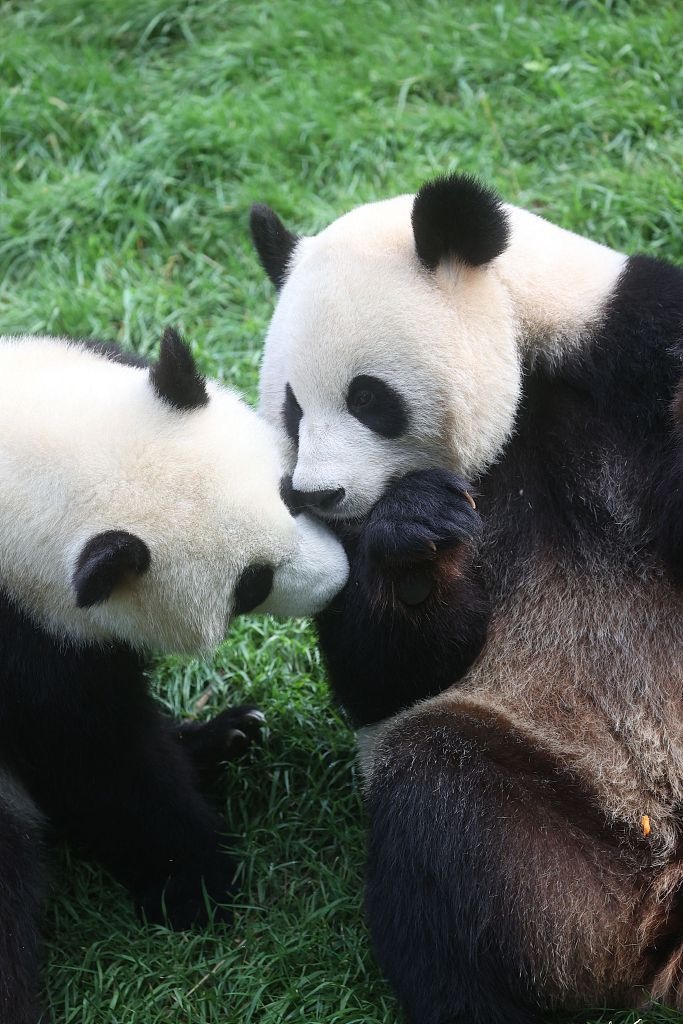 Giant pandas Bao Di and Bao Mei celebrate their second anniversary at the Pairi Daiza zoo in Brugelette, Belgium, August 8, 2021. /CFP