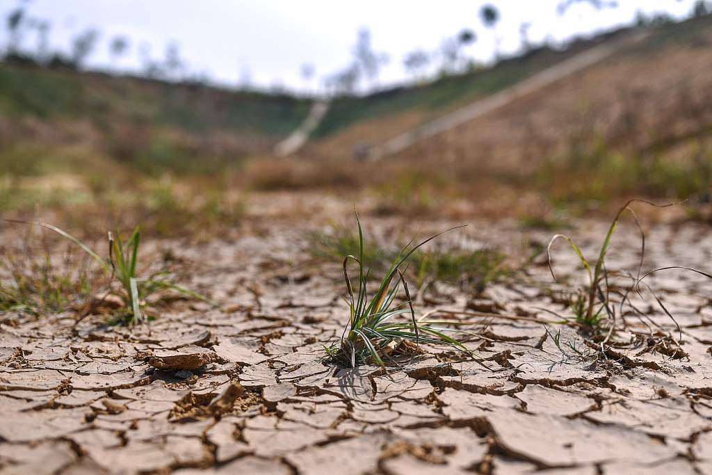 Caked mud and vegetation on the arid Doddathogur lakebed in Bengaluru, India, January 29, 2024. /CFP
