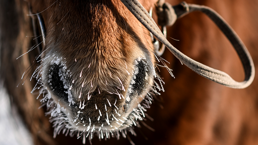 Frost on the nostrils of a horse in Tuv Aimak, Mongolia, February 7, 2024. /CFP