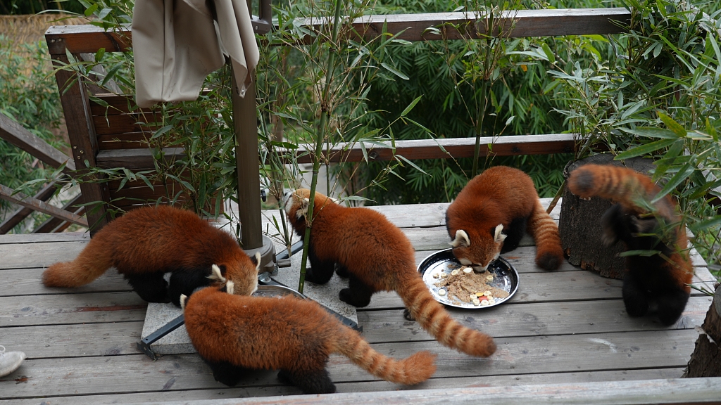 Red pandas enjoy a special meal for the Lantern Festival at the Loca Joy Animal Theme Park in Yongchuan, Chongqing on February 21, 2024. /CFP