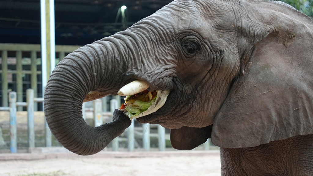 An elephant enjoys a special meal for the Lantern Festival at the Loca Joy Animal Theme Park in Yongchuan, Chongqing on February 21, 2024. /CFP
