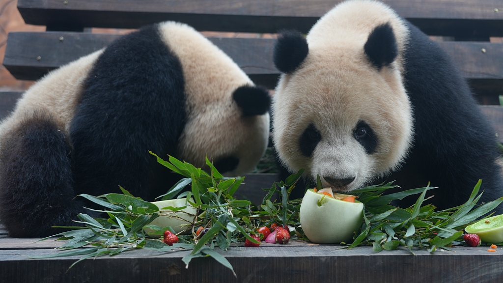Giant pandas enjoy a special meal for the Lantern Festival at the Loca Joy Animal Theme Park in Yongchuan, Chongqing on February 21, 2024. /CFP