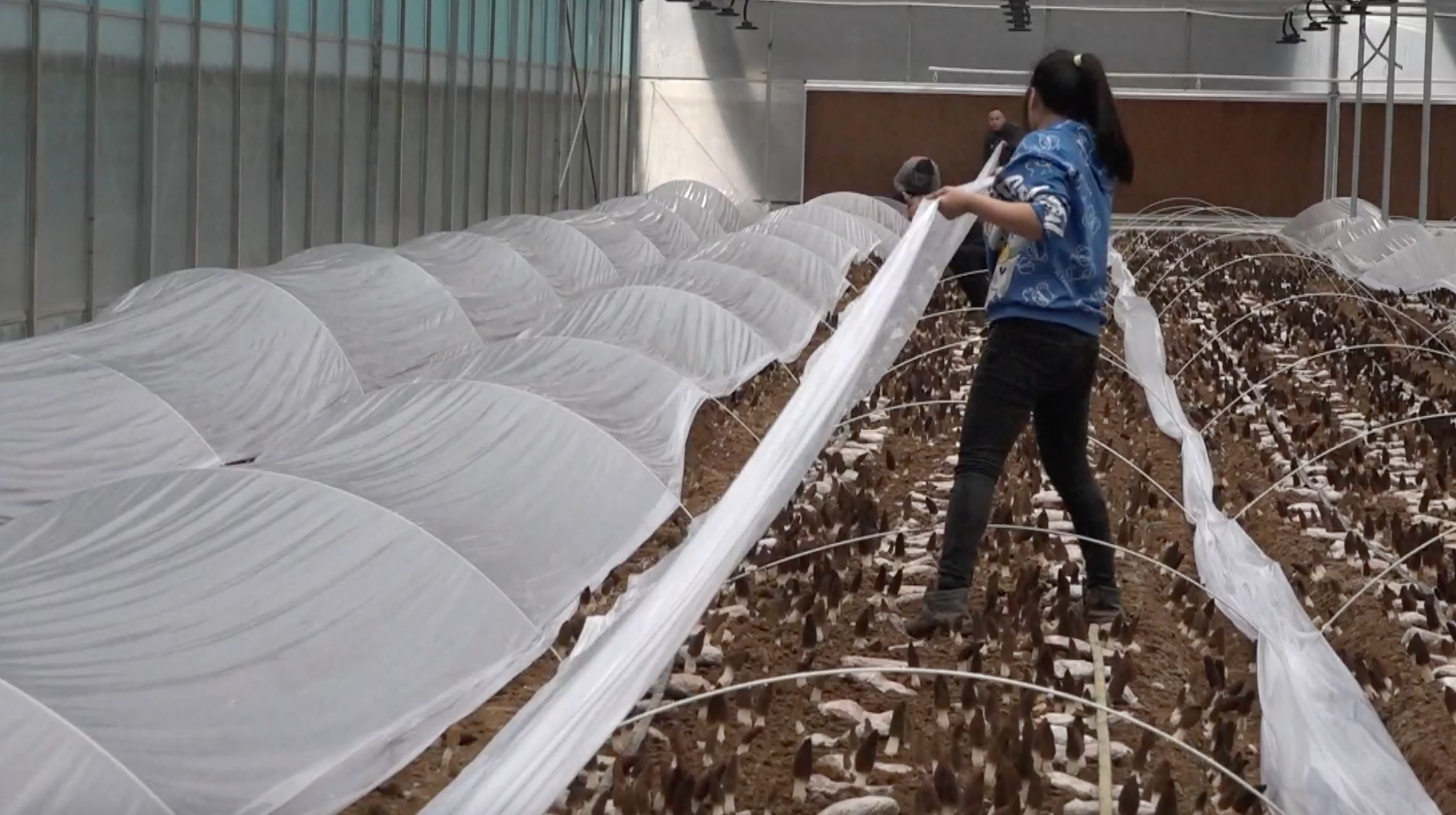 Farmers place plastic mulch layers above morel mushrooms in a greenhouse in Xiushan County, southwest China's Chongqing Municipality. /China Media Group