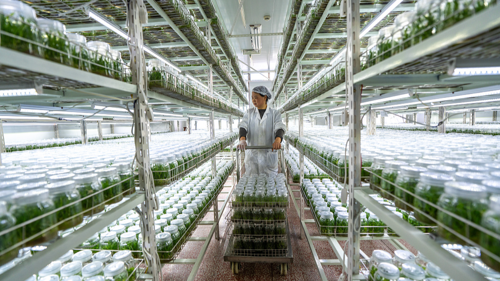 Workers cultivate new varieties of Dendrobium officinale at a pharmaceutical factory in Wuyi County, Jinhua, east China's Zhejiang Province, January 30, 2024. /CFP