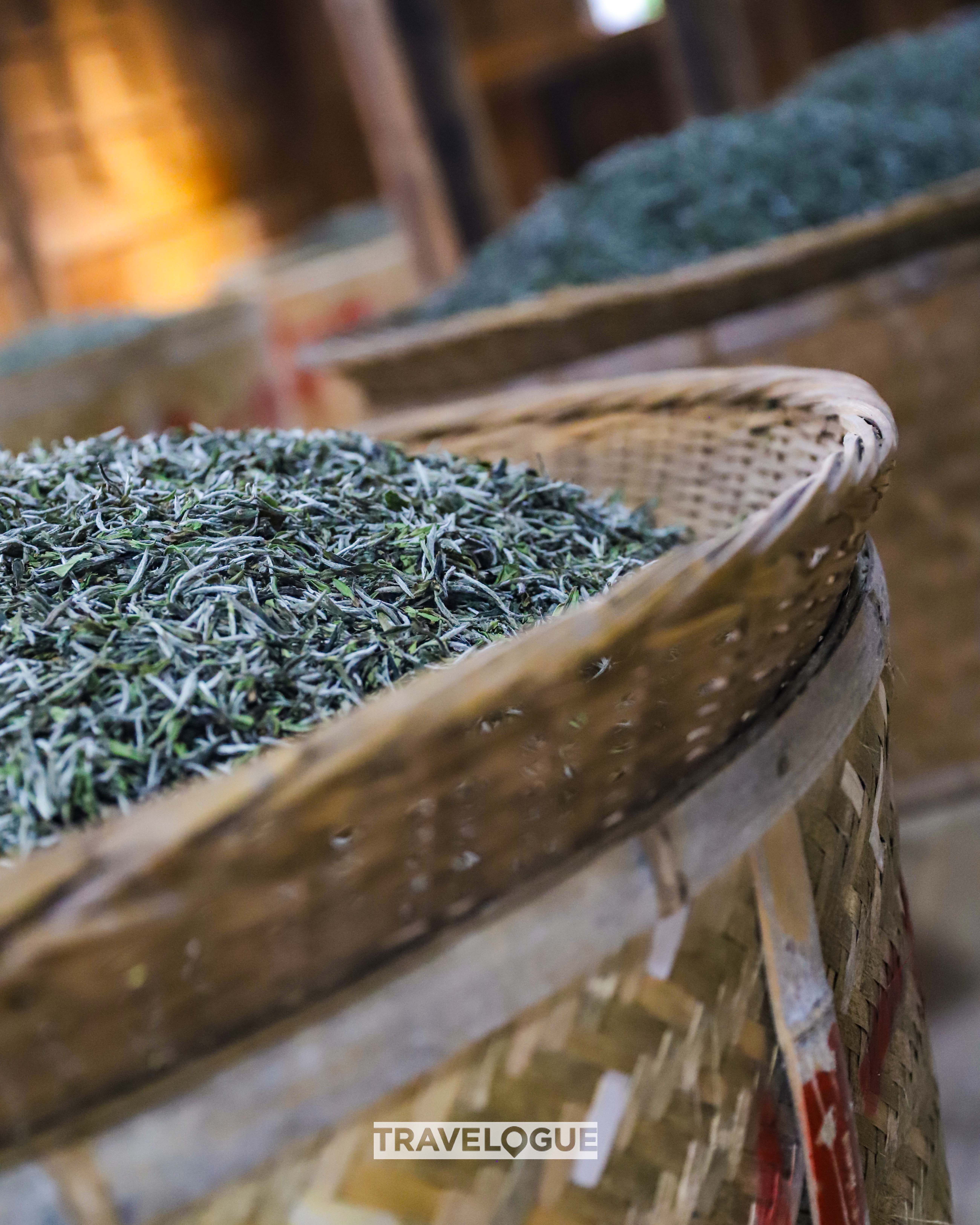 White tea leaves undergo the drying process in Fuding, Fujian Province. /CGTN
