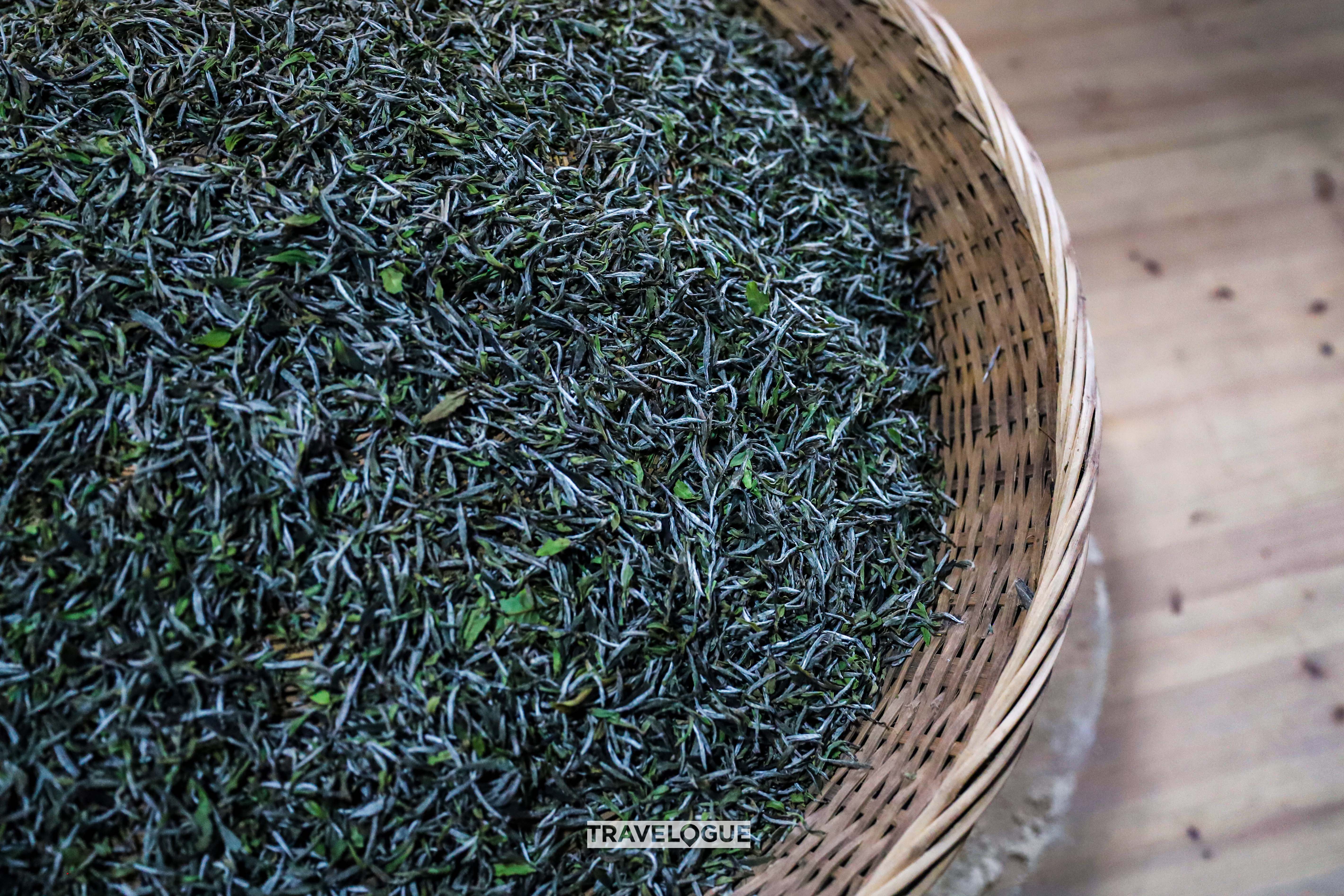 White tea leaves undergo the drying process in Fuding, Fujian Province. /CGTN