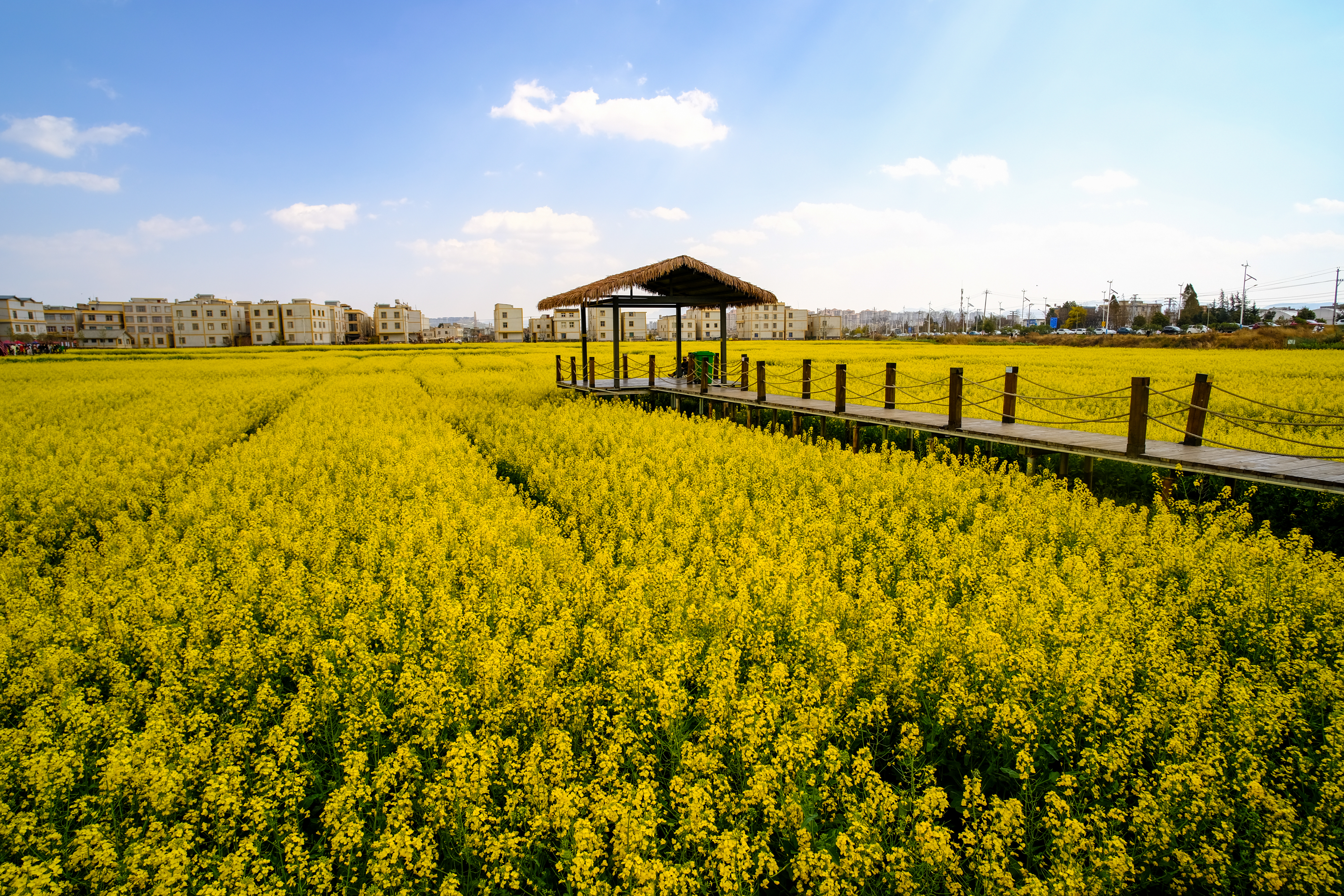 Blooming rapeseed flowers are pictured in Shadi Village in Kunming, southwest China's Yunnan Province on February 25, 2024. /IC  