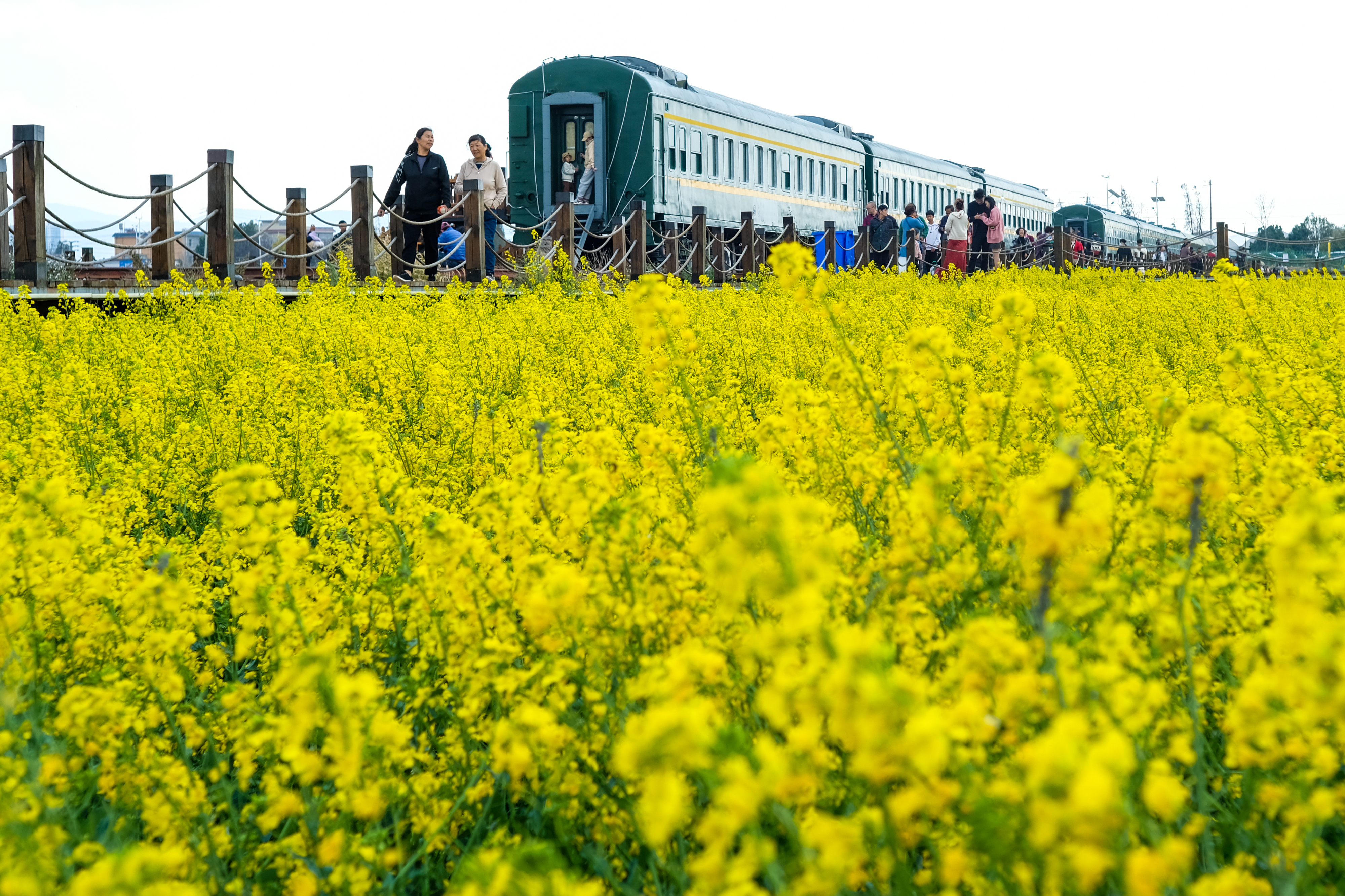 Visitors take a tour of train carriages set amid the rapeseed fields at Shadi Village in Kunming, southwest China's Yunnan Province on February 25, 2024. /IC  