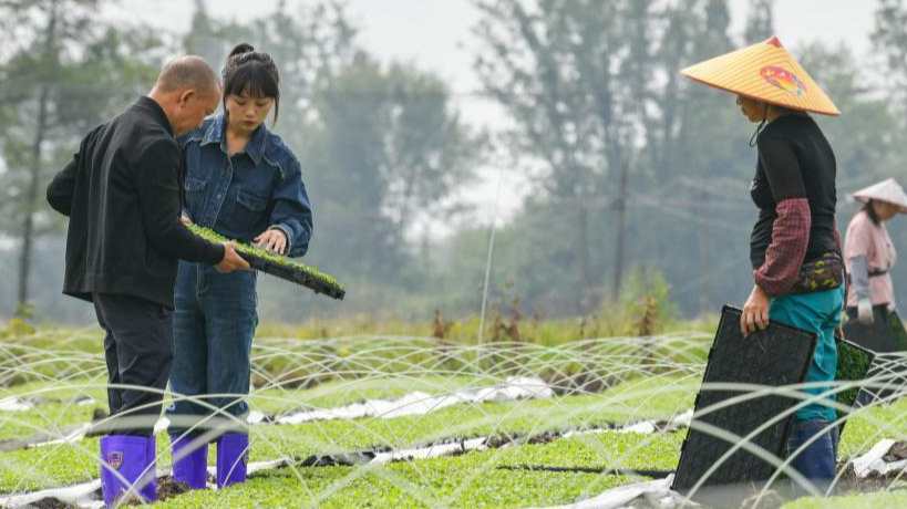 Wang Lingli talks with other farmers about the cultivation of seedlings in a farm land in Chongzhou City, southwest China's Sichuan Province, October 10, 2023. /Xinhua