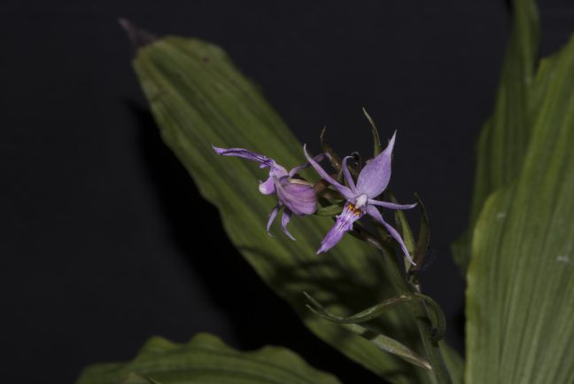 New orchid species found in SW China