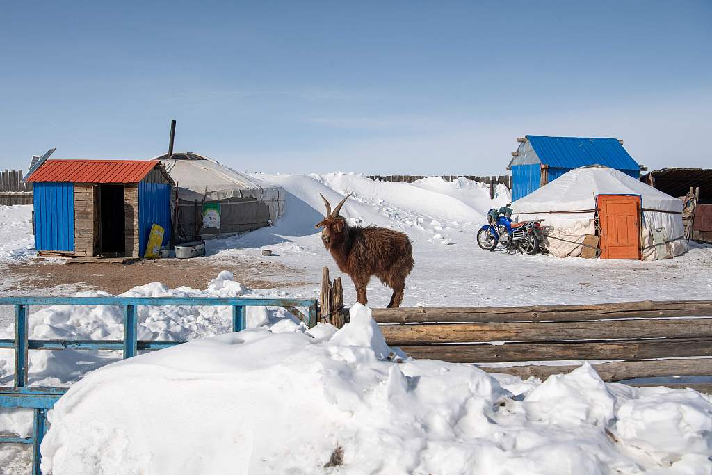 Picture taken on February 22, 2024 shows a goat standing next to a traditional yurt tent amid extremely cold weather conditions in Bayanmunkh, in Mongolia's Khentii Province. /CFP