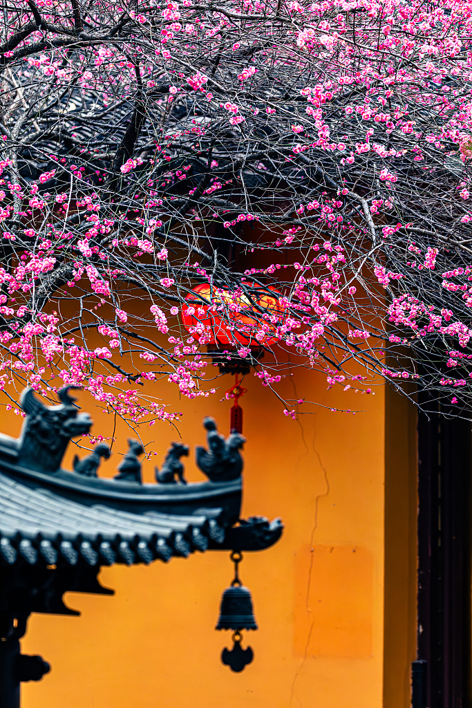 A photo taken on February 25, 2024, shows the ancient red plum blossoms at the Tiefosi Temple in Huzhou, Zhejiang Province, China. /CFP