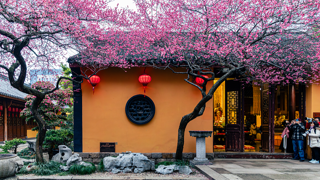 A photo taken on February 25, 2024, shows the ancient red plum blossoms at the Tiefosi Temple in Huzhou, Zhejiang Province, China. /CFP