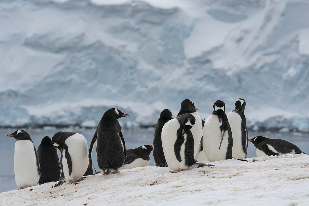 Gentoo penguins, Damoy Point, Wiencke Island, Antarctica. /CFP