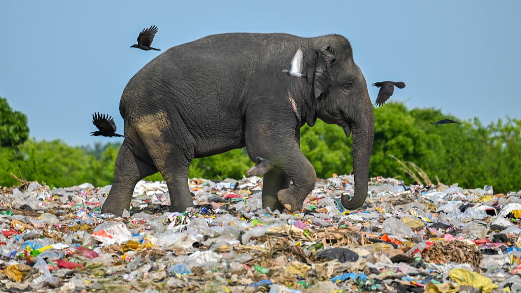 A wild elephant eats garbage containing plastic waste at a dump in Sri Lanka's eastern district of Ampara, June 3, 2023. /CFP