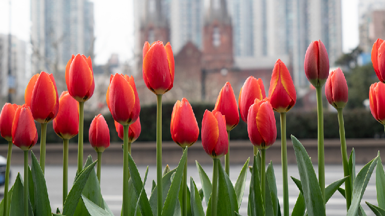 Tulips in full bloom across Shanghai - CGTN