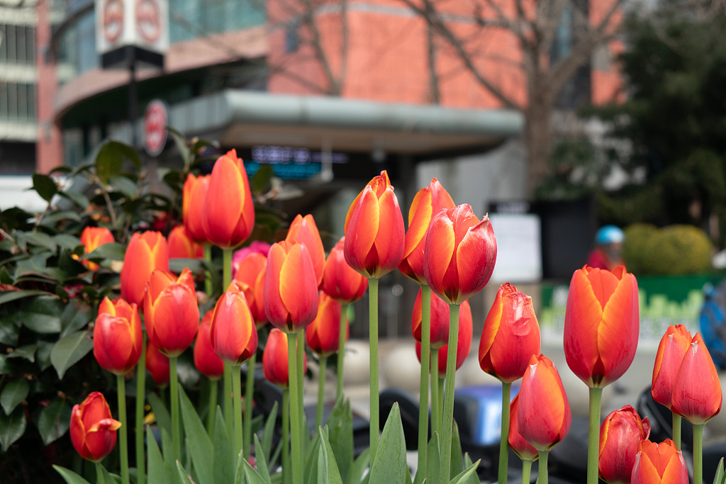 Tulips are seen in full bloom on the streets of Xujiahui in Shanghai on February 25, 2024. /CFP