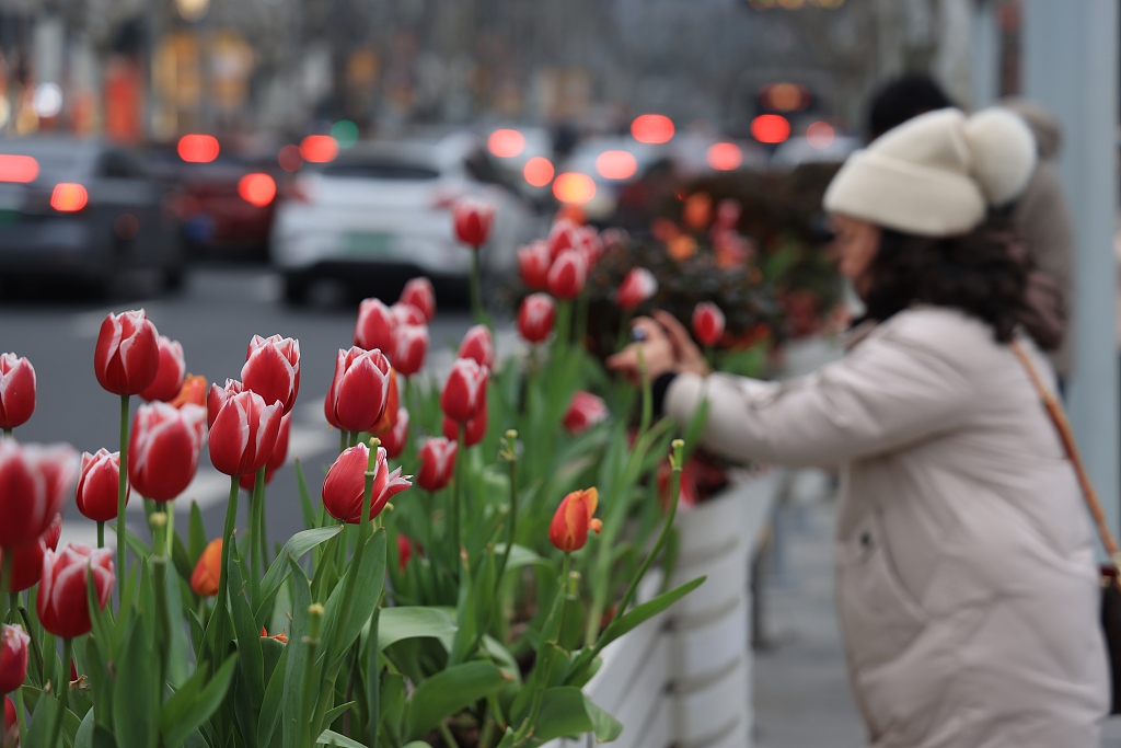 Tulips are seen in full bloom on Nanjing Road West in Shanghai on February 26, 2024. /CFP