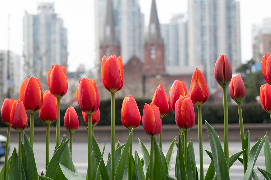 Tulips are seen in full bloom on the streets of Xujiahui in Shanghai on February 25, 2024. /CFP