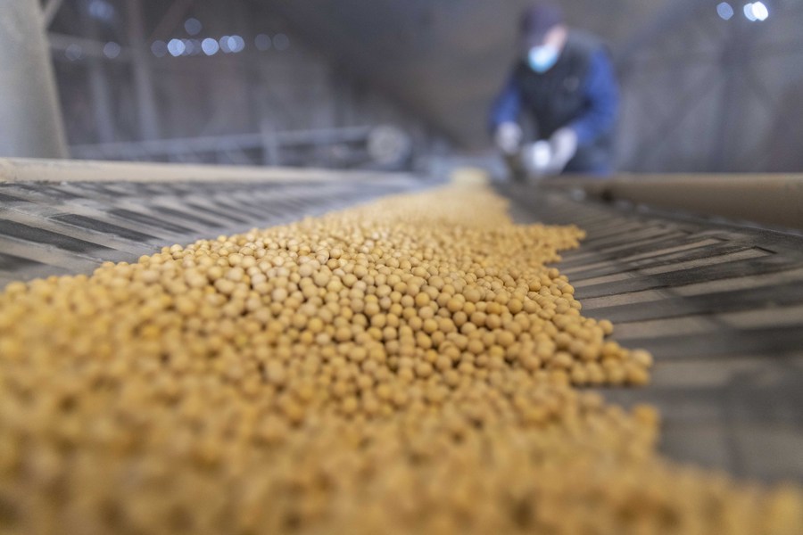 A staff member performs quality testing on randomly-sampled soybeans at a grain trading company in Suihua of northeast China's Heilongjiang Province, October 25, 2022. /Xinhua