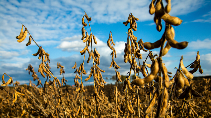 A soybean field at a farm in northeast China's Heilongjiang Province, October 1, 2023. /CFP