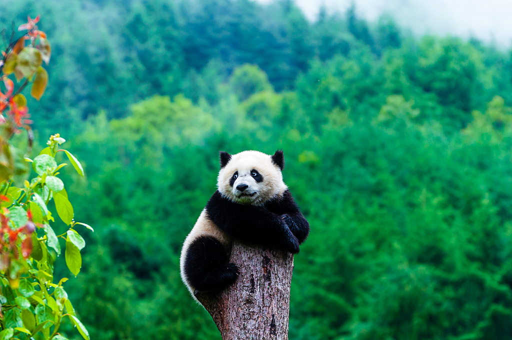 A giant panda rests on a wooden trunk. /CFP