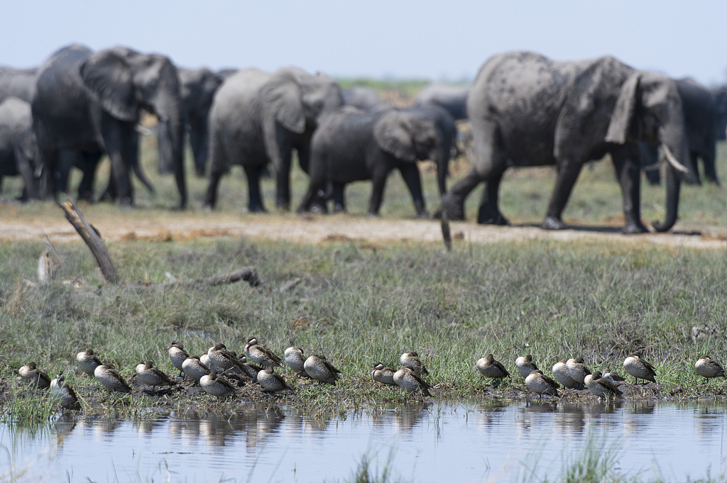 A view of Chobe National Park, northern Botswana. /CFP