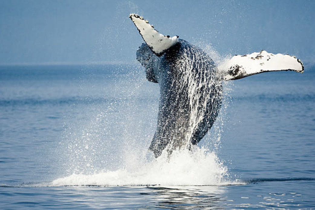 A humpback whale is breaching. /CFP