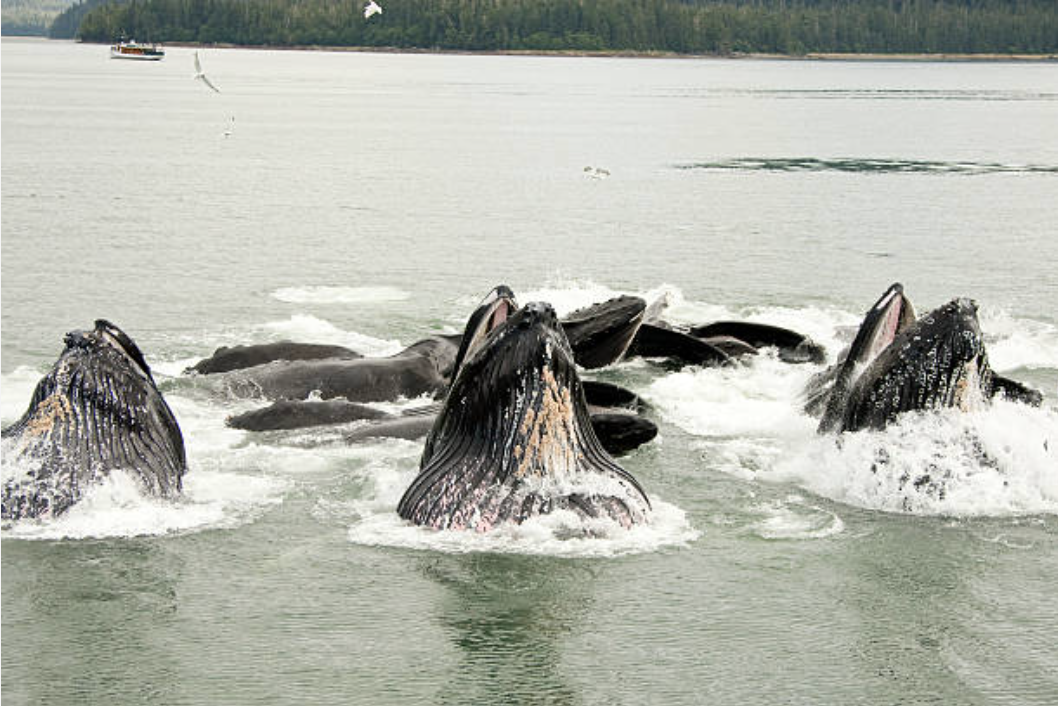 Humpback whales bubble-net fishing for herring. /CFP
